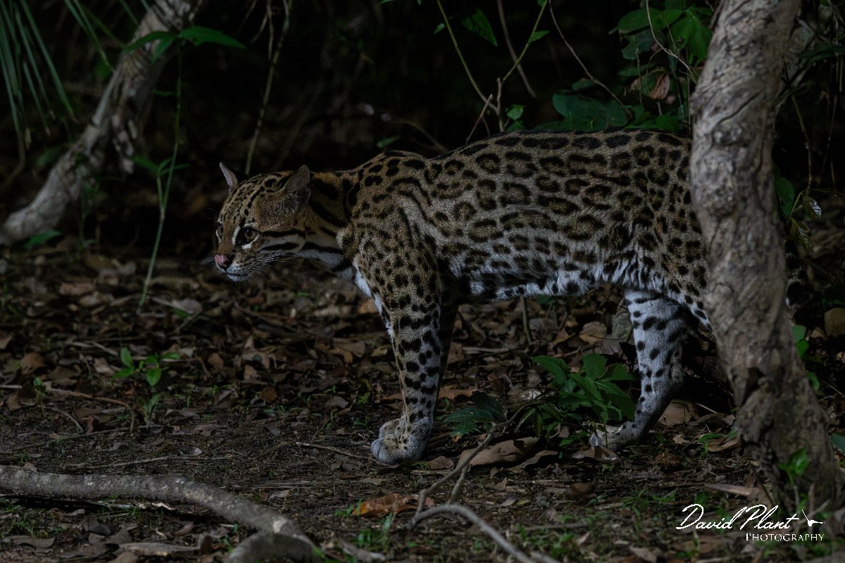 DPPhotography - Pantanal - Ocelot - AT.jpg - Ocelot, Leopardus pardalis - Pantanal, Brazil