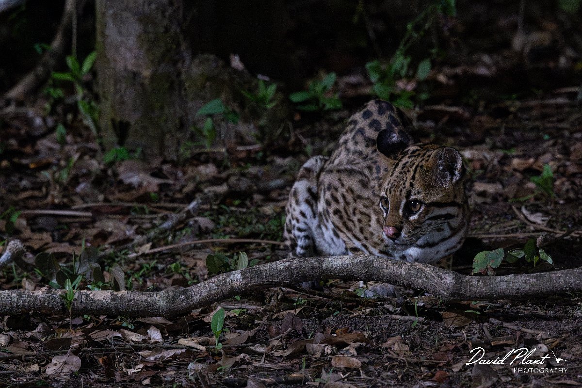 DPPhotography - Pantanal - Ocelot - AU.jpg - Ocelot, Leopardus pardalis - Pantanal, Brazil