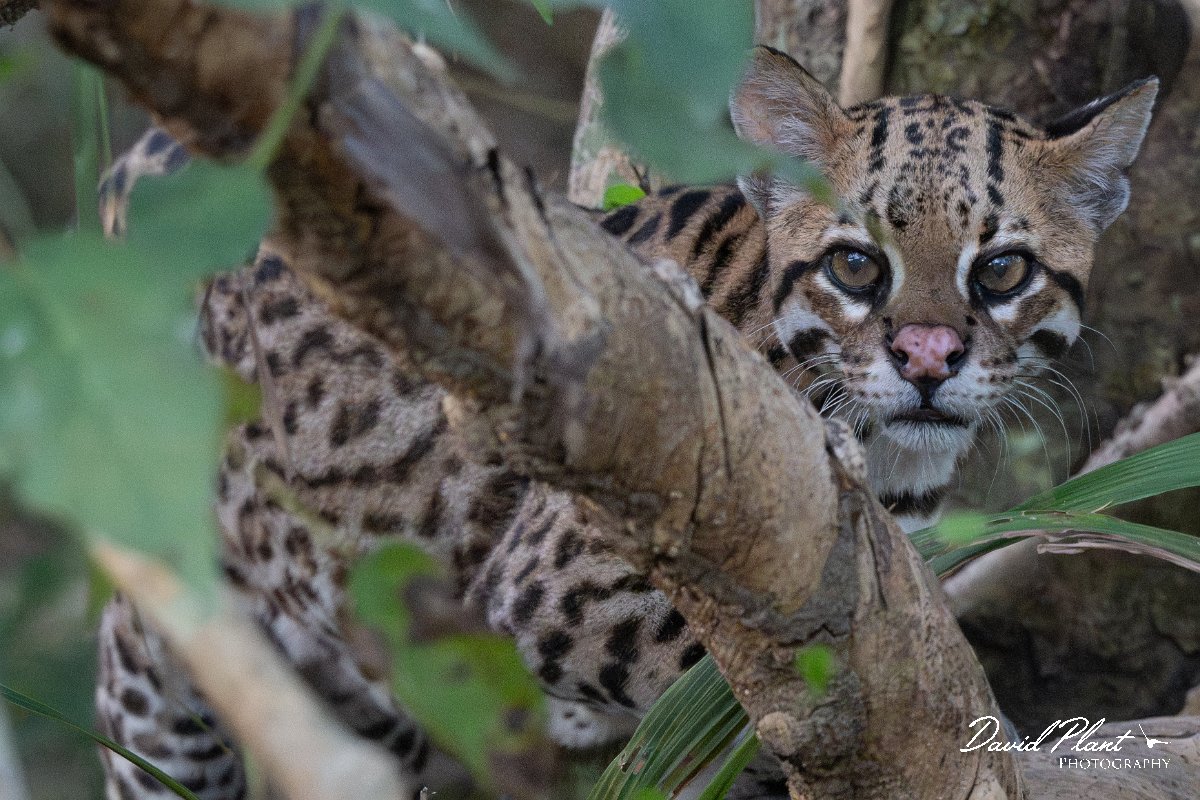 DPPhotography - Pantanal - Ocelot - AV.jpg - Ocelot, Leopardus pardalis - Pantanal, Brazil