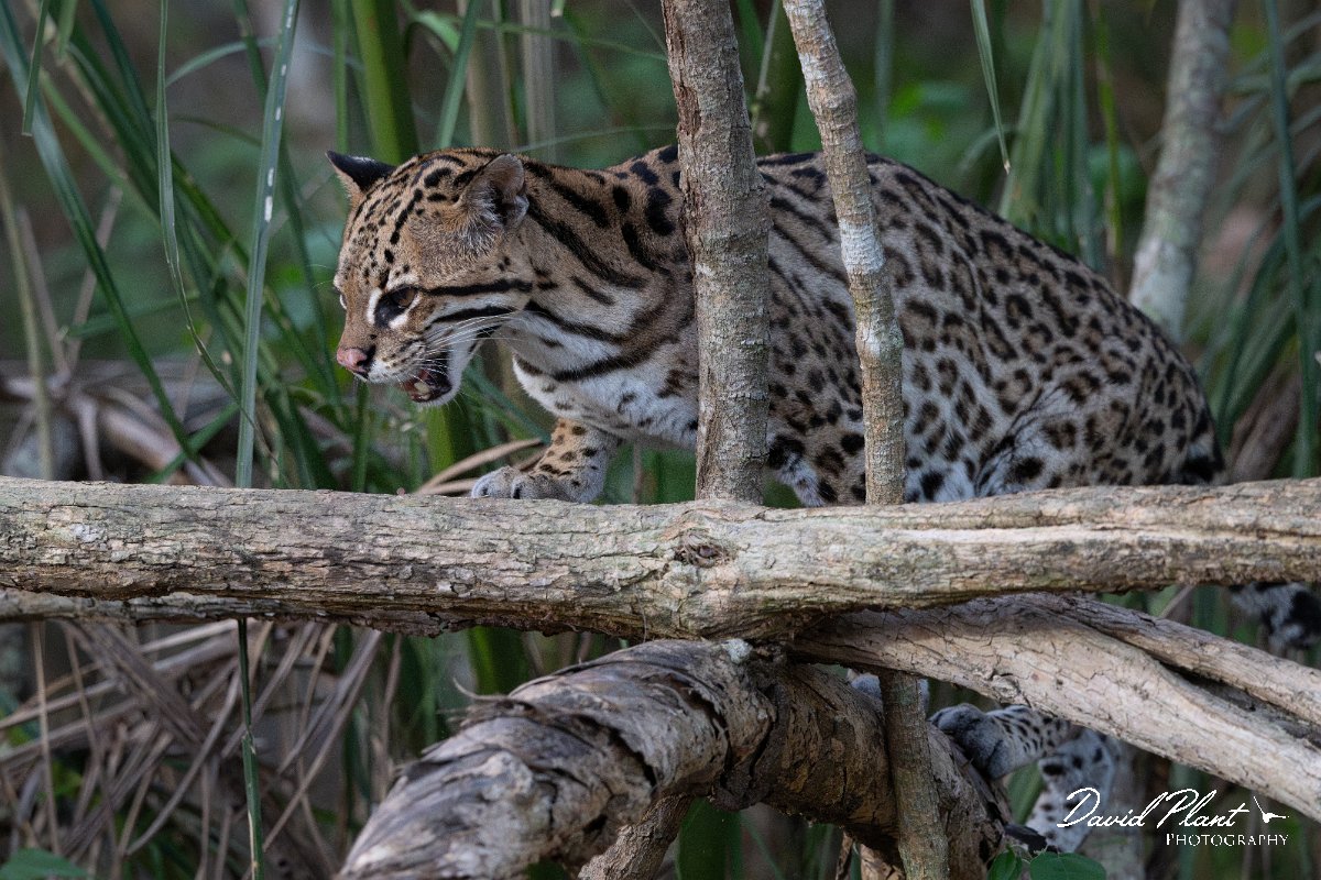 DPPhotography - Pantanal - Ocelot - AW.jpg - Ocelot, Leopardus pardalis - Pantanal, Brazil