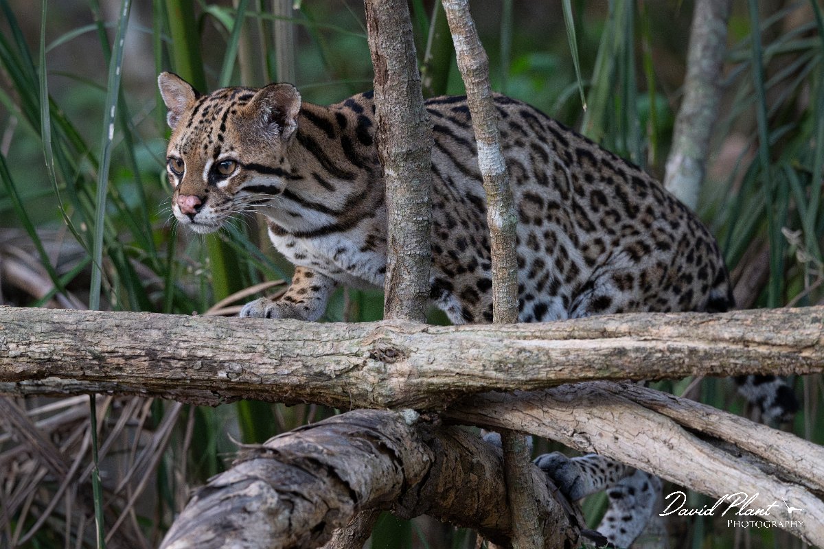 DPPhotography - Pantanal - Ocelot - AX.jpg - Ocelot, Leopardus pardalis - Pantanal, Brazil