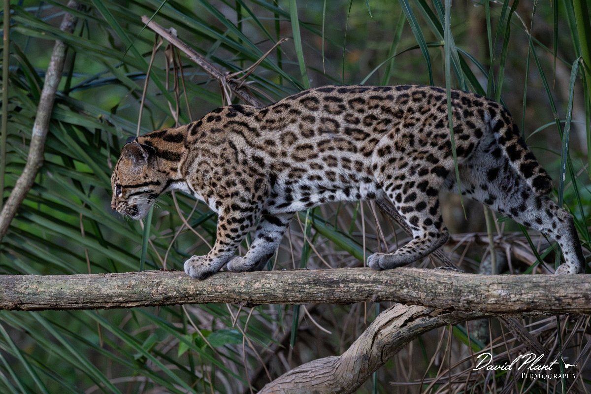 DPPhotography - Pantanal - Ocelot - BA.jpg - Ocelot, Leopardus pardalis - Pantanal, Brazil