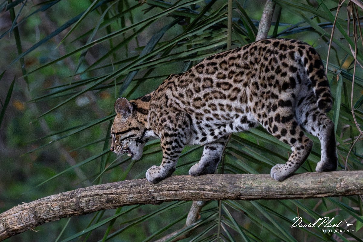 DPPhotography - Pantanal - Ocelot - BB.jpg - Ocelot, Leopardus pardalis - Pantanal, Brazil