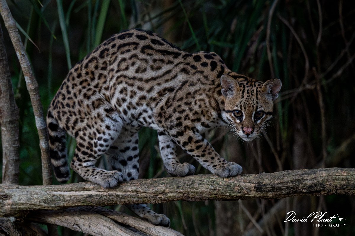 DPPhotography - Pantanal - Ocelot - BD.jpg - Ocelot, Leopardus pardalis - Pantanal, Brazil