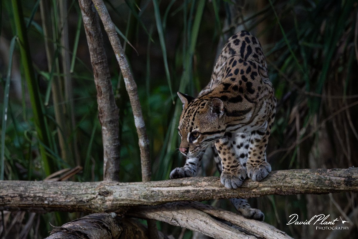 DPPhotography - Pantanal - Ocelot - BF.jpg - Ocelot, Leopardus pardalis - Pantanal, Brazil