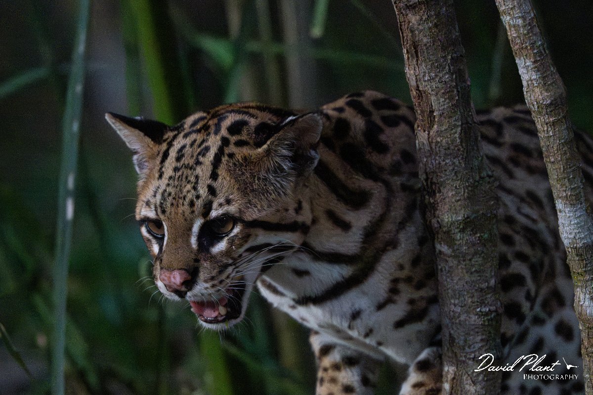 DPPhotography - Pantanal - Ocelot - BJ.jpg - Ocelot, Leopardus pardalis - Pantanal, Brazil