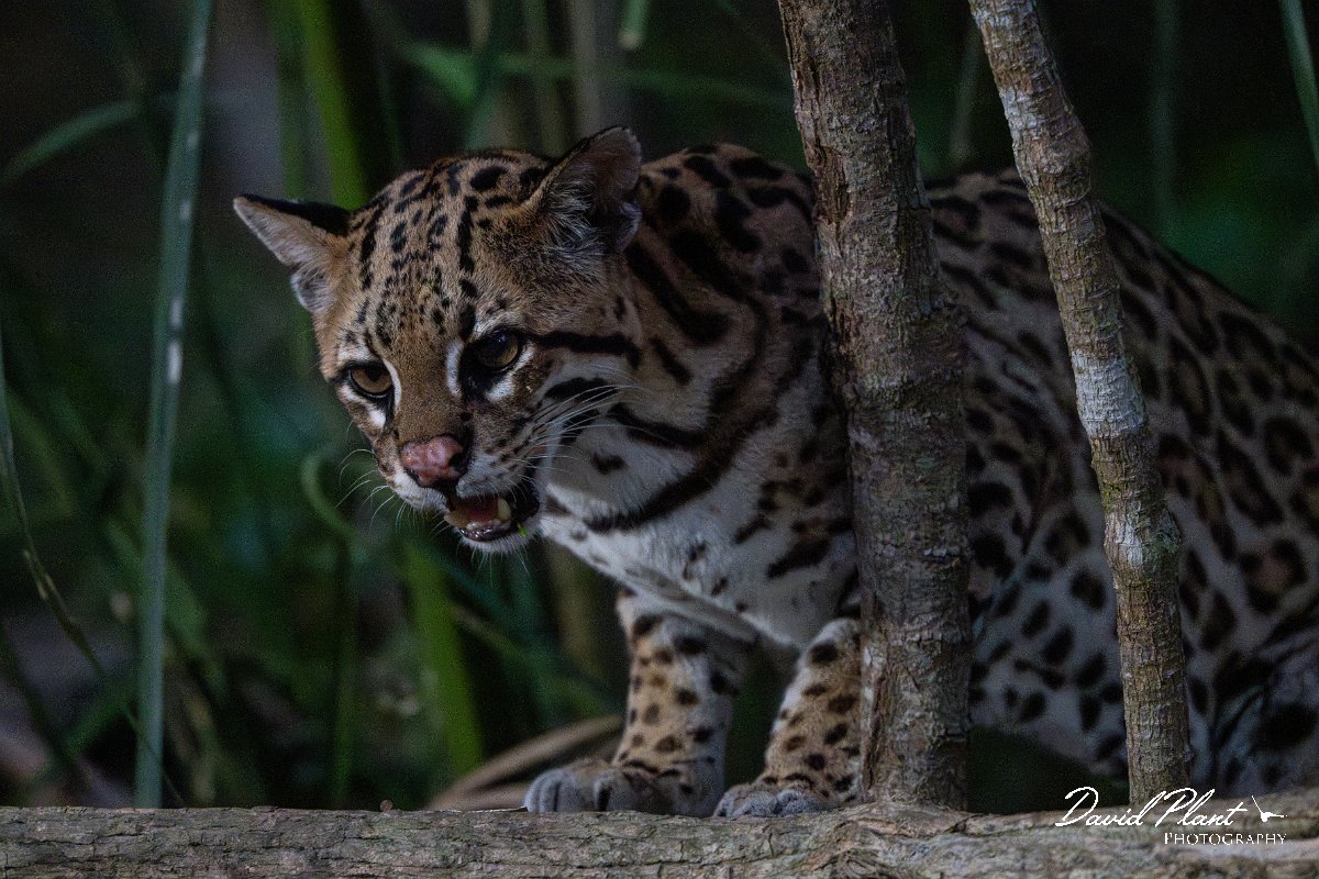 DPPhotography - Pantanal - Ocelot - BK.jpg - Ocelot, Leopardus pardalis - Pantanal, Brazil