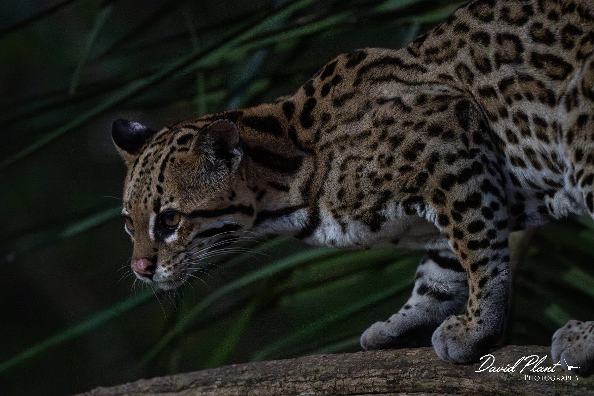 DPPhotography - Pantanal - Ocelot - BO.jpg - Ocelot, Leopardus pardalis - Pantanal, Brazil