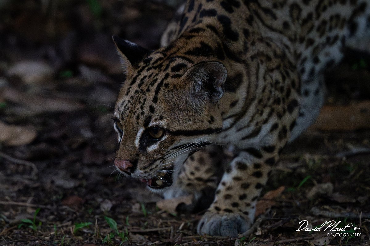 DPPhotography - Pantanal - Ocelot - BU.jpg - Ocelot, Leopardus pardalis - Pantanal, Brazil