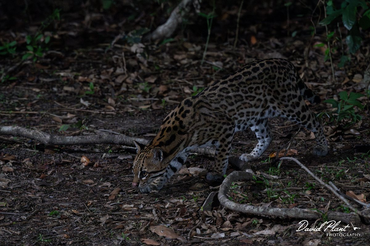 DPPhotography - Pantanal - Ocelot - C.jpg - Ocelot, Leopardus pardalis - Pantanal, Brazil
