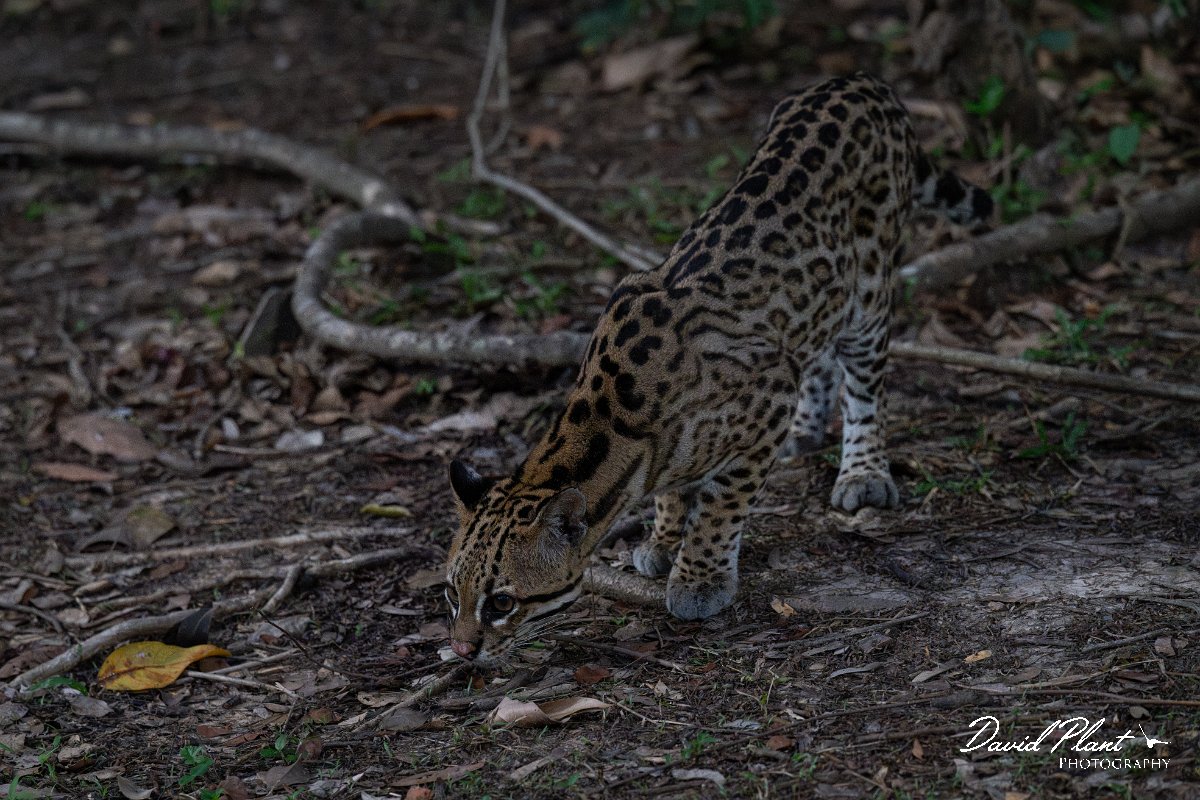 DPPhotography - Pantanal - Ocelot - CA.jpg - Ocelot, Leopardus pardalis - Pantanal, Brazil