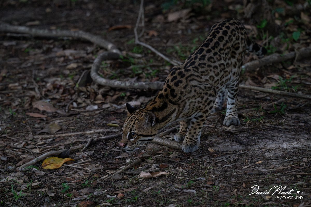 DPPhotography - Pantanal - Ocelot - CB.jpg - Ocelot, Leopardus pardalis - Pantanal, Brazil