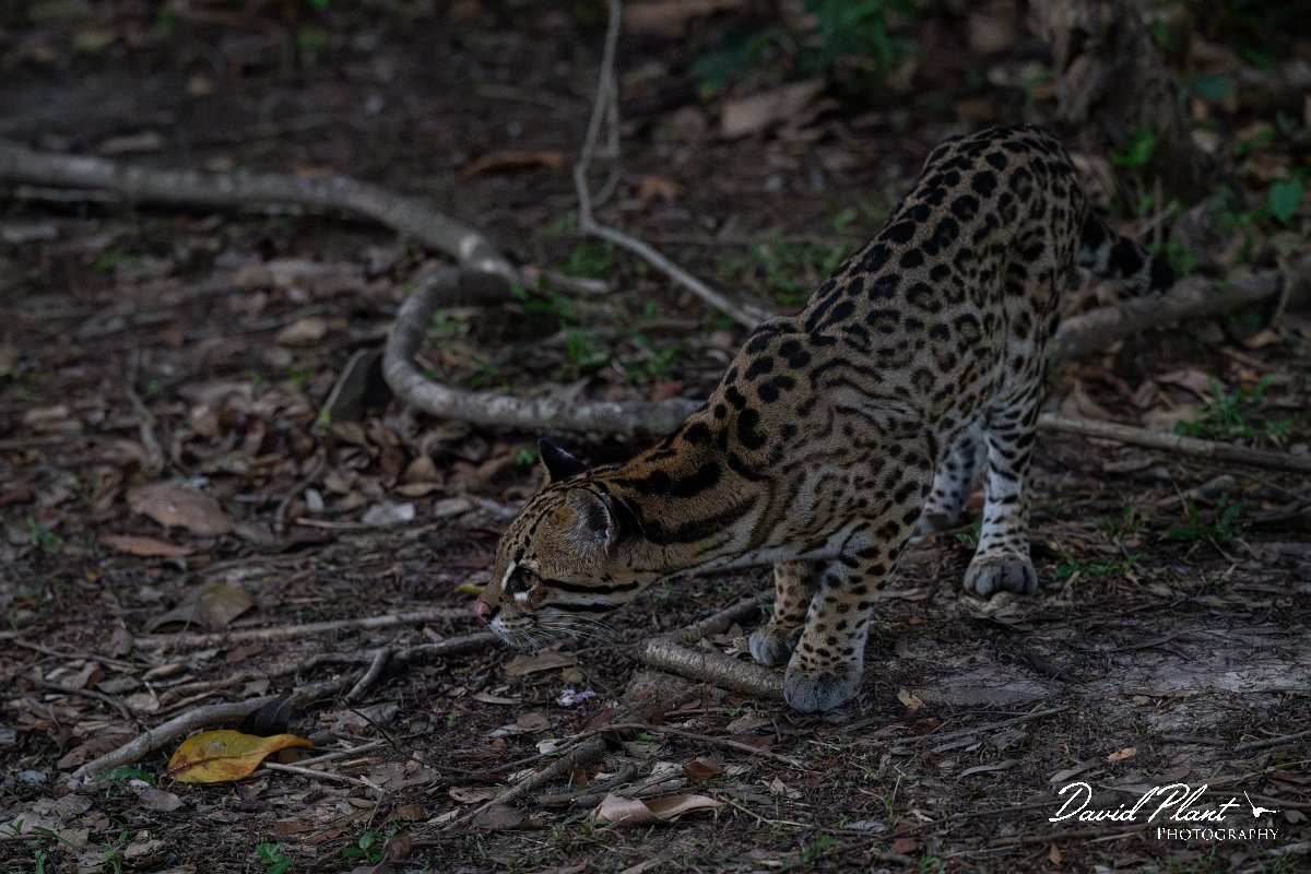 DPPhotography - Pantanal - Ocelot - CC.jpg - Ocelot, Leopardus pardalis - Pantanal, Brazil