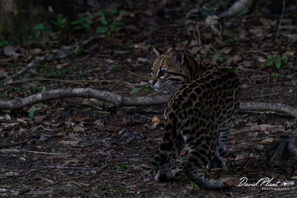 DPPhotography - Pantanal - Ocelot - CF.jpg - Ocelot, Leopardus pardalis - Pantanal, Brazil