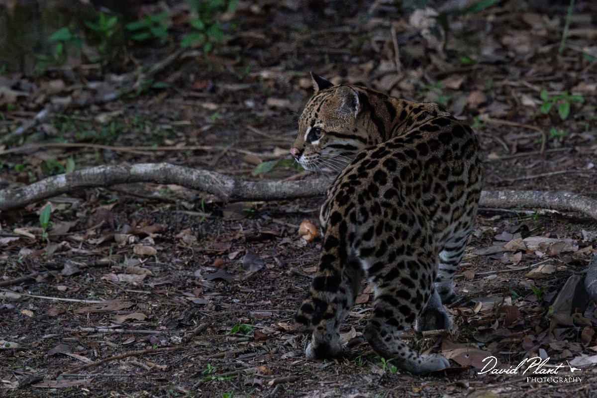 DPPhotography - Pantanal - Ocelot - CI.jpg - Ocelot, Leopardus pardalis - Pantanal, Brazil