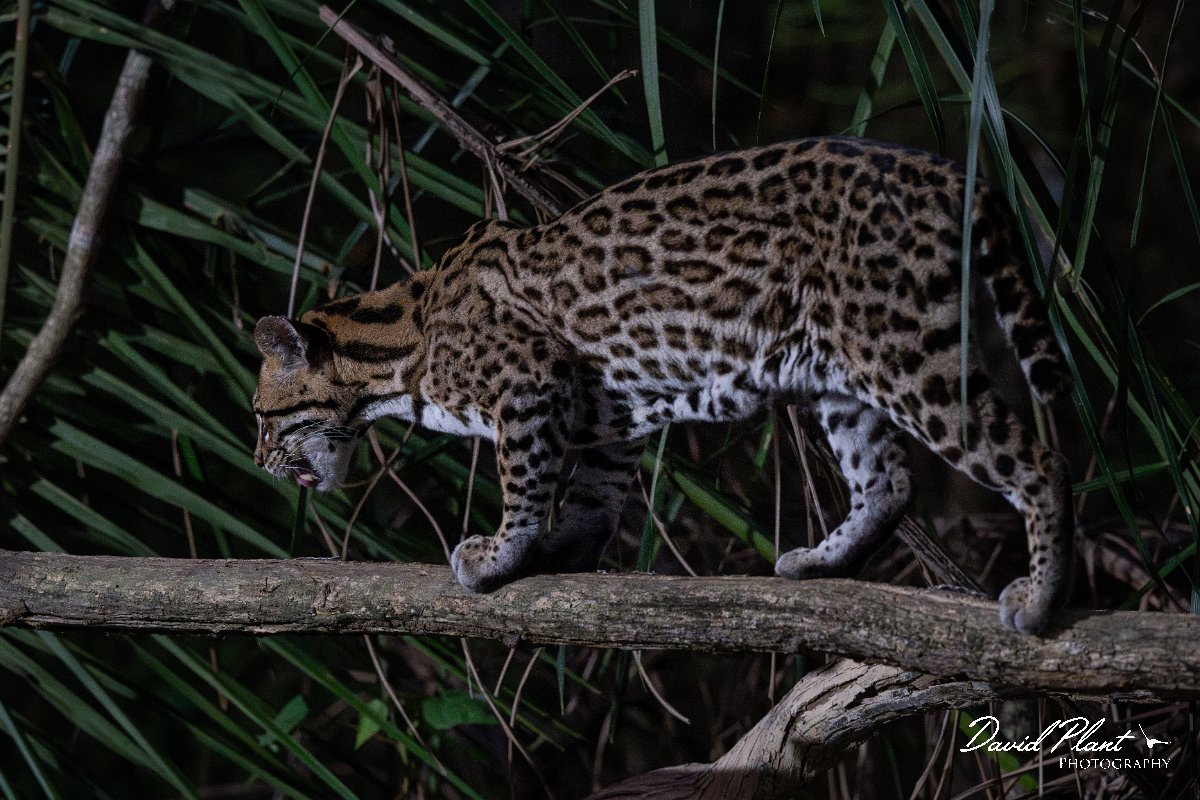 DPPhotography - Pantanal - Ocelot - CK.jpg - Ocelot, Leopardus pardalis - Pantanal, Brazil