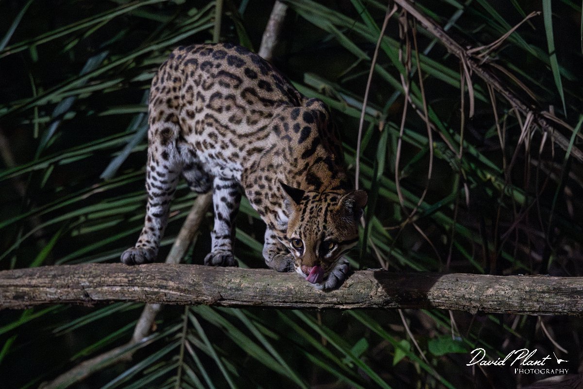 DPPhotography - Pantanal - Ocelot - CN.jpg - Ocelot, Leopardus pardalis - Pantanal, Brazil