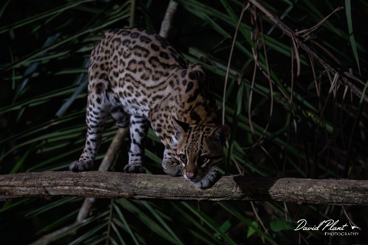 DPPhotography - Pantanal - Ocelot - CO.jpg - Ocelot, Leopardus pardalis - Pantanal, Brazil