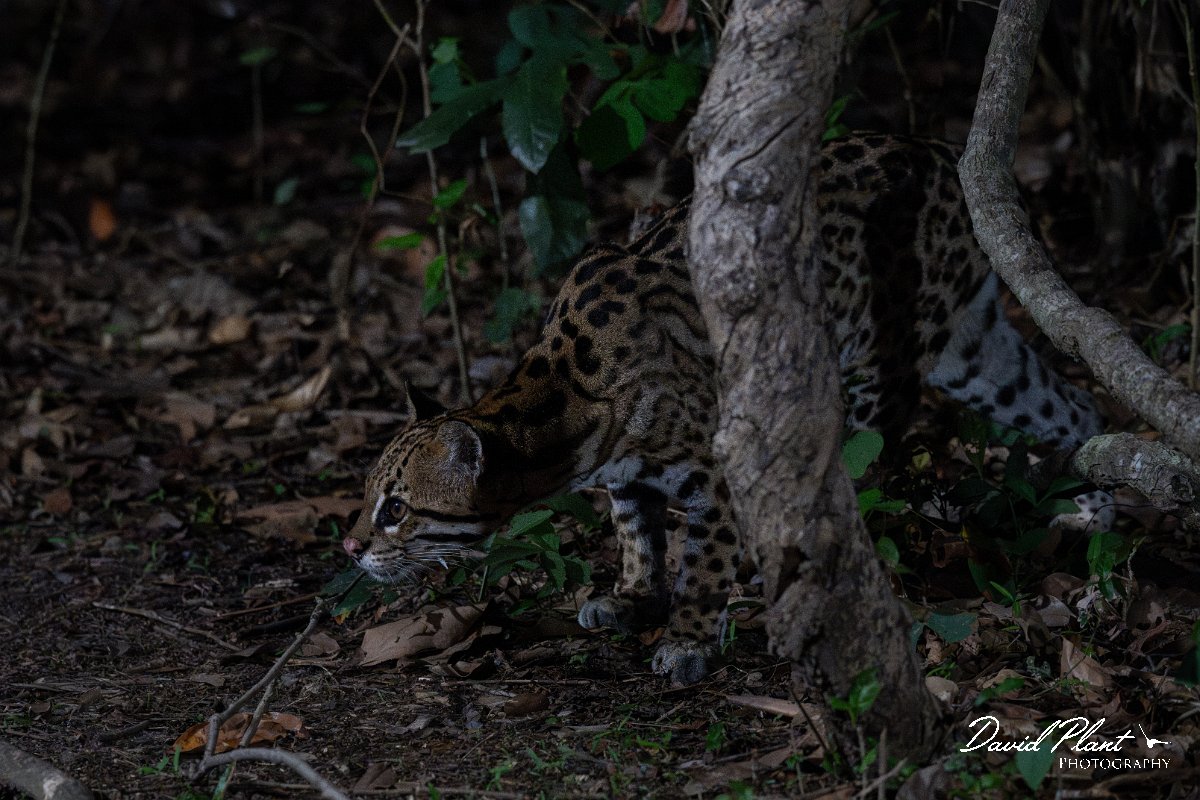 DPPhotography - Pantanal - Ocelot - CP.jpg - Ocelot, Leopardus pardalis - Pantanal, Brazil
