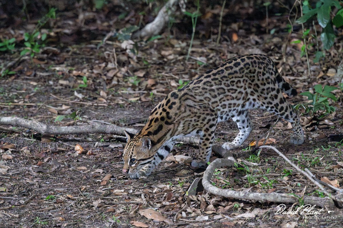 DPPhotography - Pantanal - Ocelot - D.jpg - Ocelot, Leopardus pardalis - Pantanal, Brazil