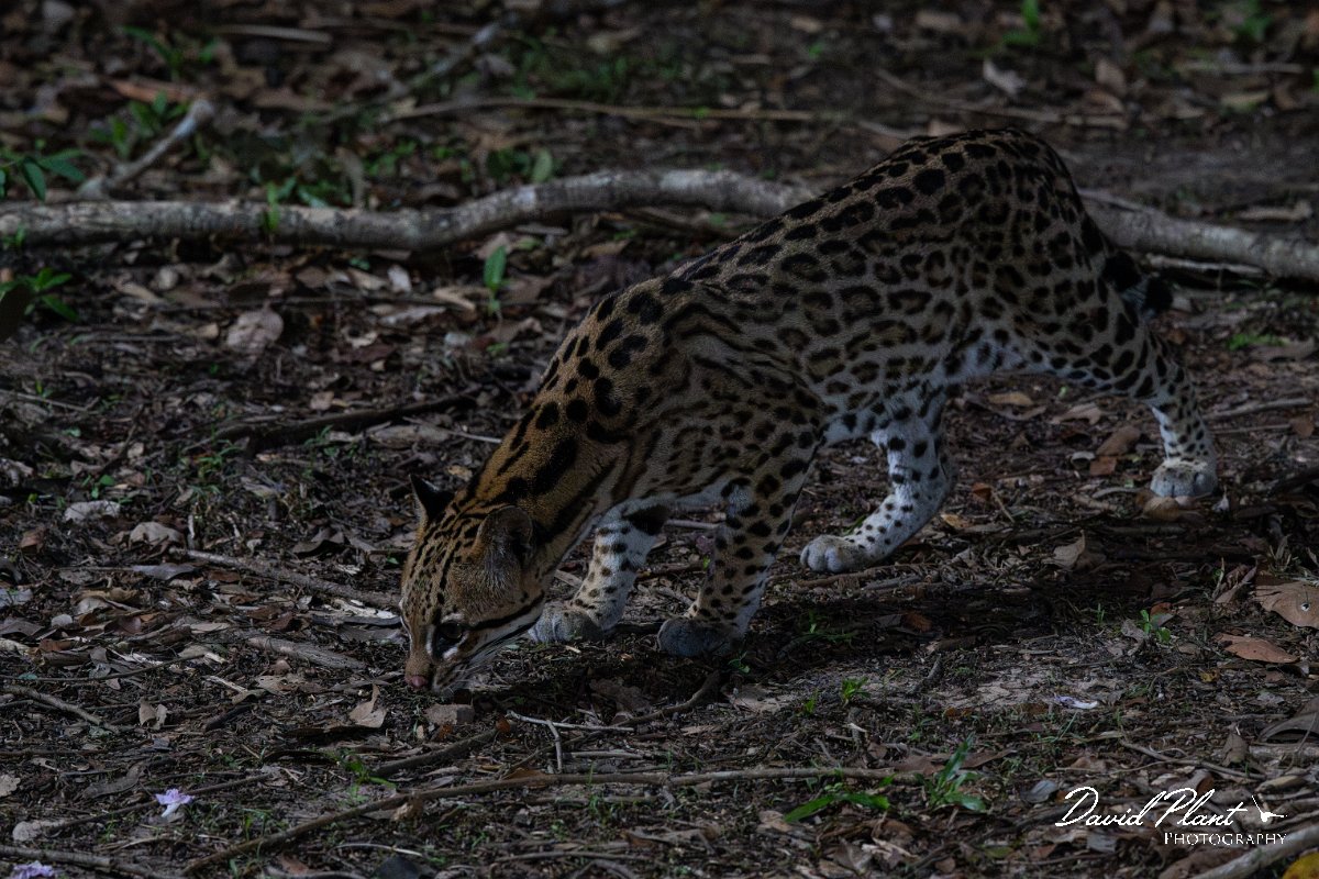 DPPhotography - Pantanal - Ocelot - I.jpg - Ocelot, Leopardus pardalis - Pantanal, Brazil
