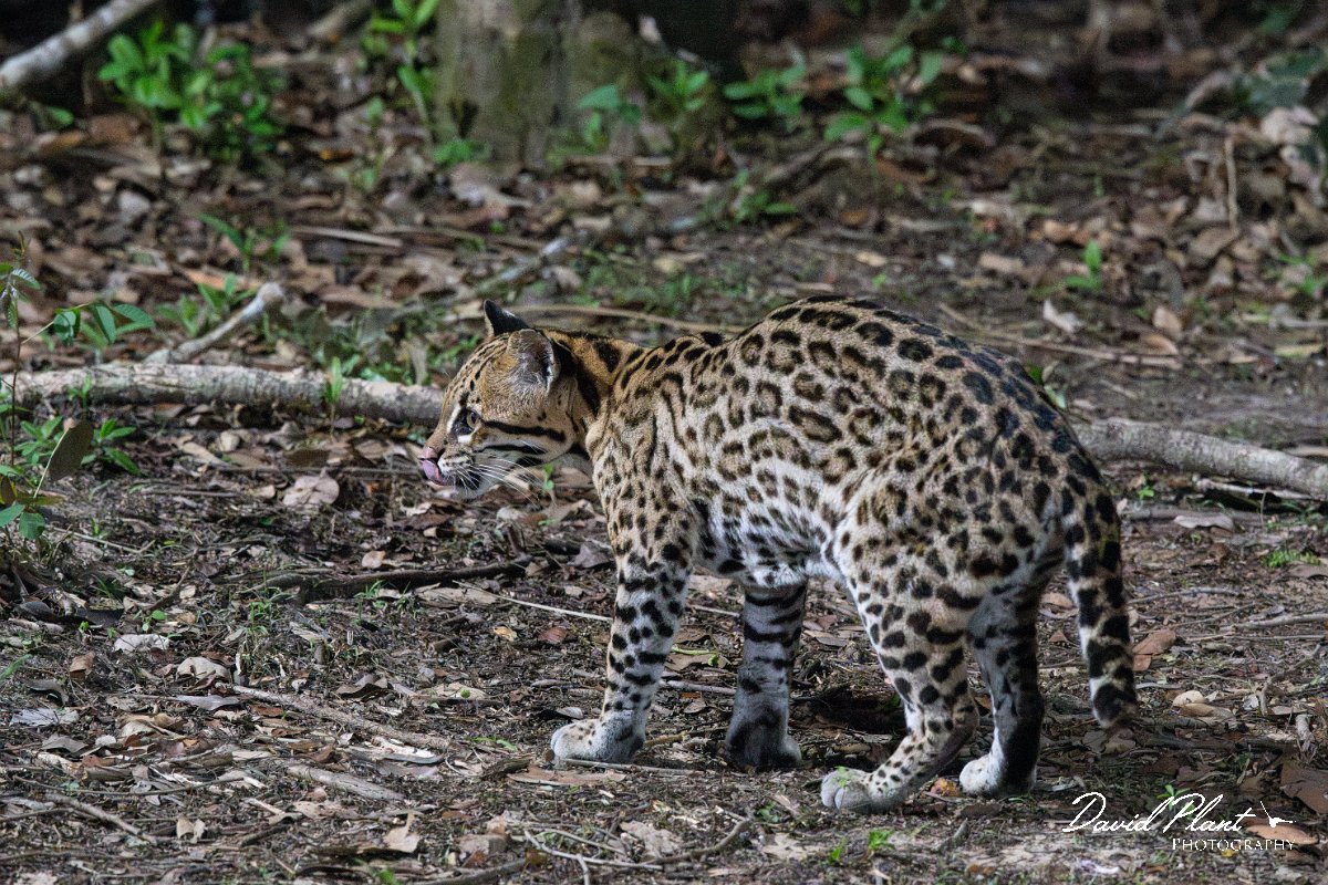 DPPhotography - Pantanal - Ocelot - L.jpg - Ocelot, Leopardus pardalis - Pantanal, Brazil