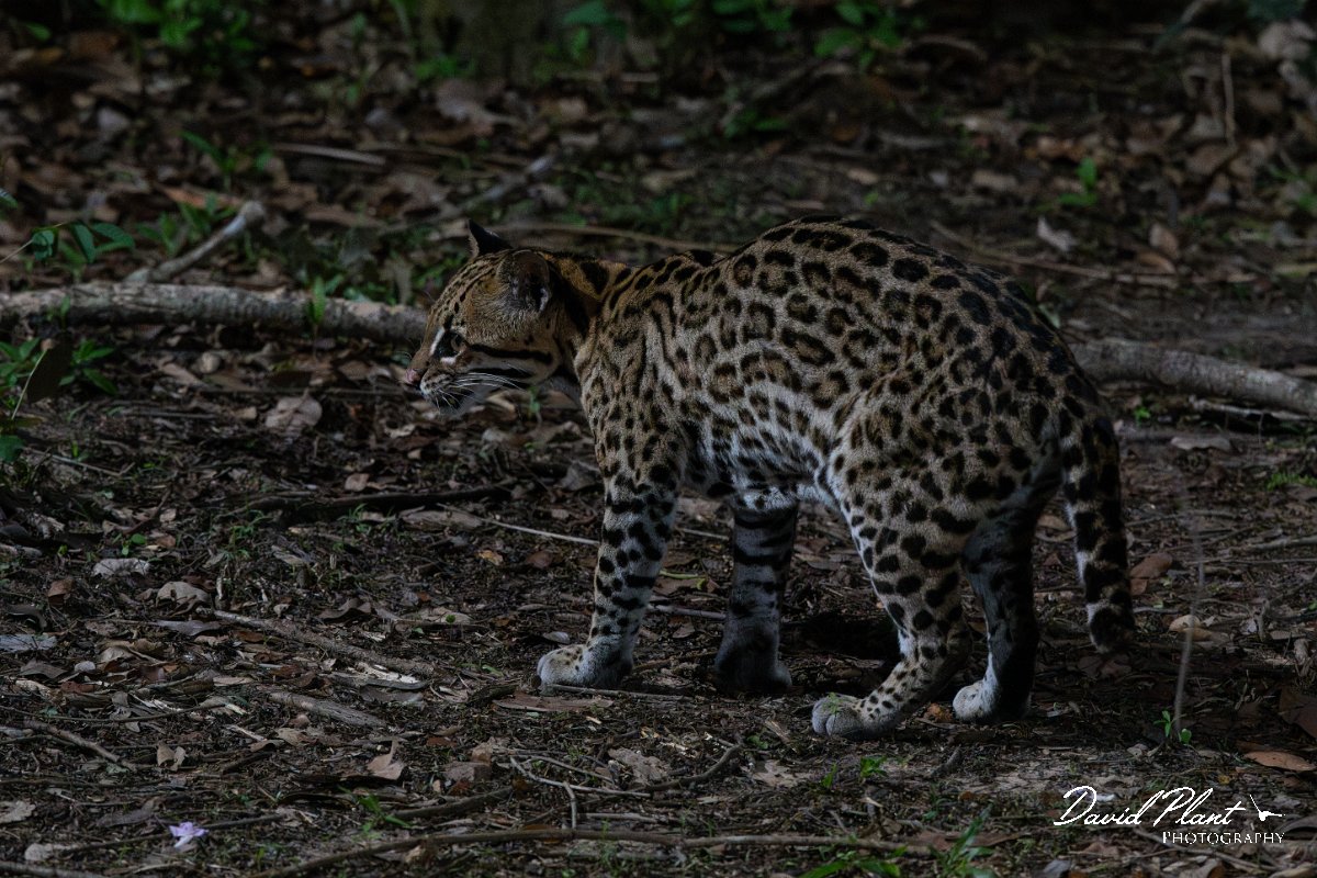 DPPhotography - Pantanal - Ocelot - M.jpg - Ocelot, Leopardus pardalis - Pantanal, Brazil