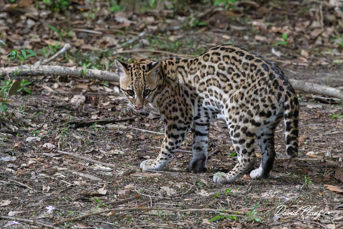 DPPhotography - Pantanal - Ocelot - P.jpg - Ocelot, Leopardus pardalis - Pantanal, Brazil