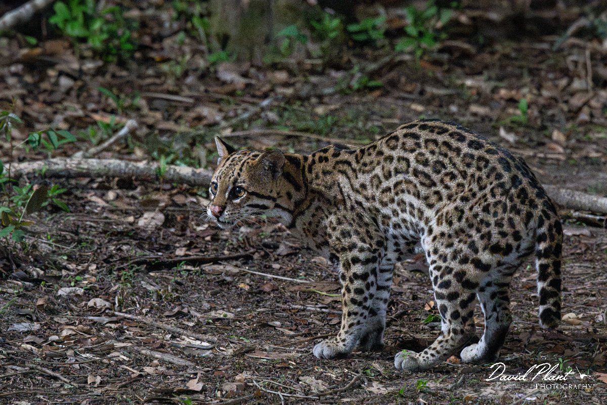 DPPhotography - Pantanal - Ocelot - R.jpg - Ocelot, Leopardus pardalis - Pantanal, Brazil