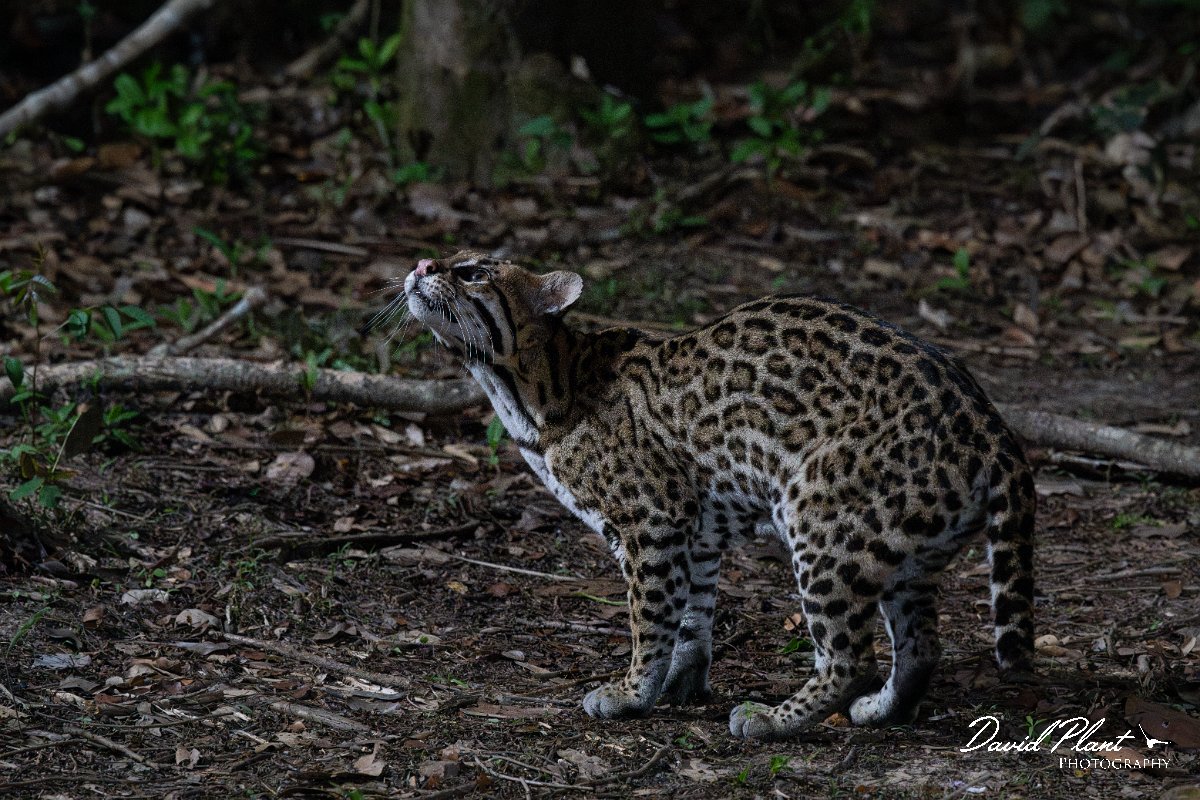 DPPhotography - Pantanal - Ocelot - U.jpg - Ocelot, Leopardus pardalis - Pantanal, Brazil
