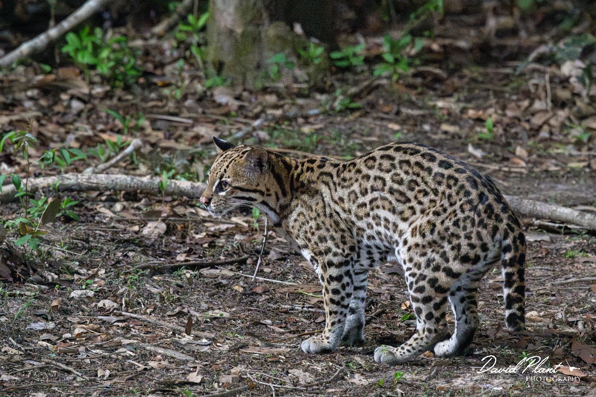 DPPhotography - Pantanal - Ocelot - X.jpg - Ocelot, Leopardus pardalis - Pantanal, Brazil