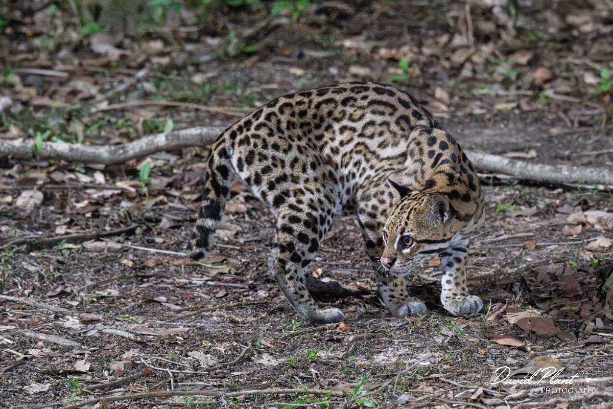 DPPhotography - Pantanal - Ocelot - Z.jpg - Ocelot, Leopardus pardalis - Pantanal, Brazil