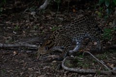 DPPhotography - Pantanal - Ocelot - A