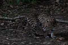 DPPhotography - Pantanal - Ocelot - AA