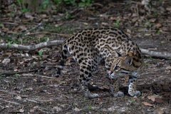 DPPhotography - Pantanal - Ocelot - AB