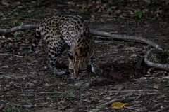 DPPhotography - Pantanal - Ocelot - AC
