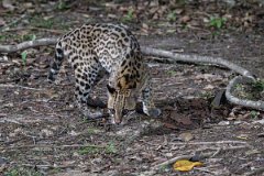 DPPhotography - Pantanal - Ocelot - AD