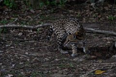 DPPhotography - Pantanal - Ocelot - AE