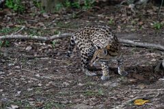 DPPhotography - Pantanal - Ocelot - AF
