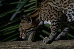 DPPhotography - Pantanal - Ocelot - AG