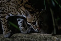 DPPhotography - Pantanal - Ocelot - AI