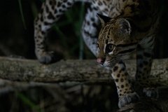 DPPhotography - Pantanal - Ocelot - AJ