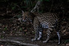 DPPhotography - Pantanal - Ocelot - AK