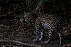 DPPhotography - Pantanal - Ocelot - AL