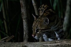 DPPhotography - Pantanal - Ocelot - AM