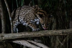 DPPhotography - Pantanal - Ocelot - AN