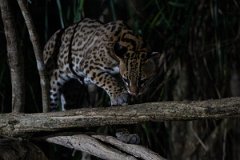 DPPhotography - Pantanal - Ocelot - AO