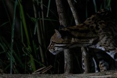 DPPhotography - Pantanal - Ocelot - AP