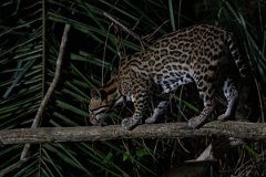 DPPhotography - Pantanal - Ocelot - AQ