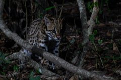 DPPhotography - Pantanal - Ocelot - AR